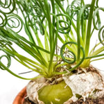 Albuca Spiralis Frizzle Sizzle Succulent Plant - Live Rare 2 Bulb Houseplant for Home Garden