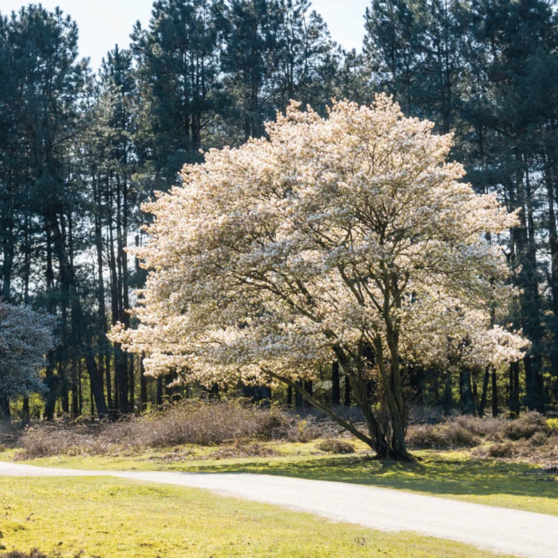 Allegheny Serviceberry Tree - 4-7 Inch - Flowering Tree