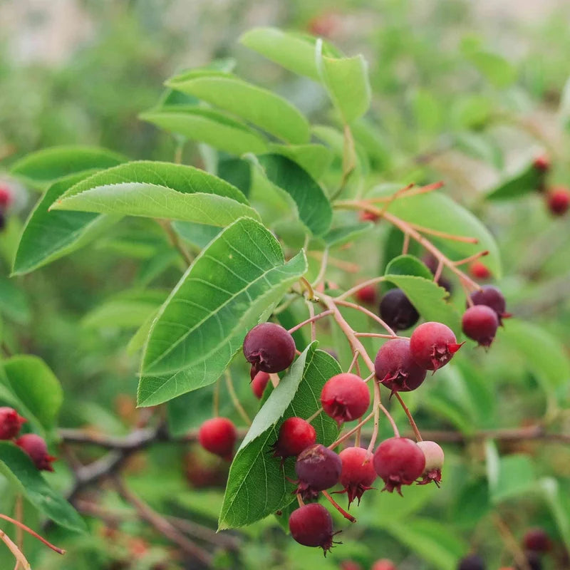 Allegheny Serviceberry Tree - 4-7 Inch - Flowering Tree