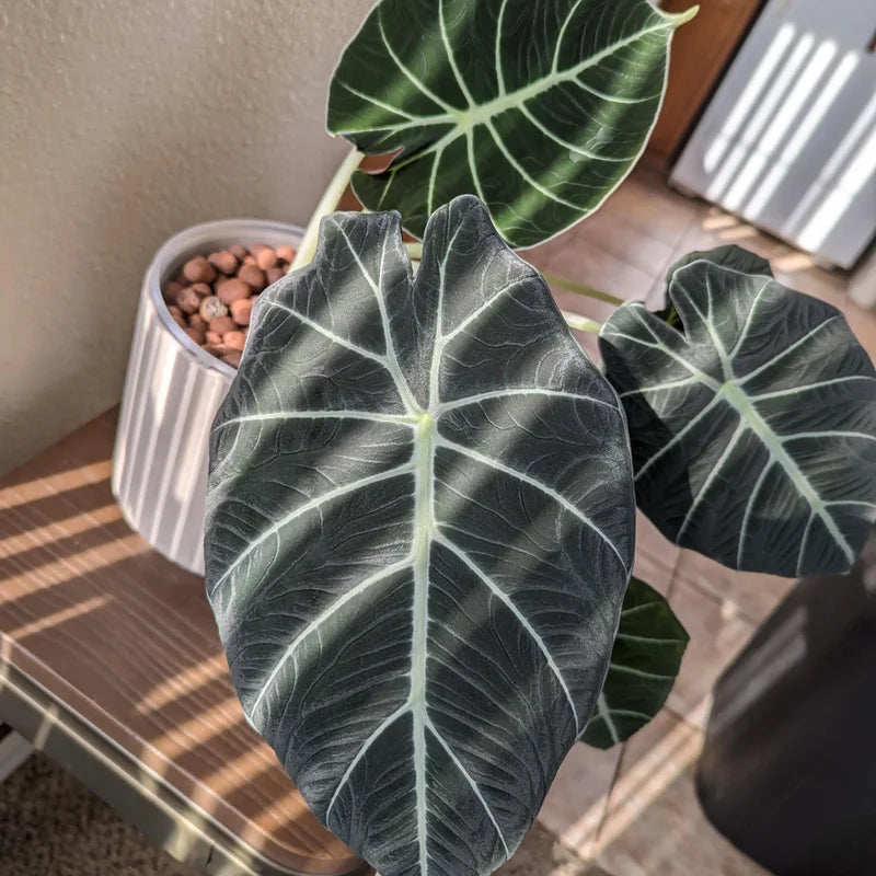 Alocasia, Alocasia Black Velvet Live Plant 4 Inches No Pot, Black Alocasia Live Plant, Live Houseplants