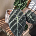 Alocasia, Alocasia Black Velvet Live Plant 4 Inches No Pot, Black Alocasia Live Plant, Live Houseplants
