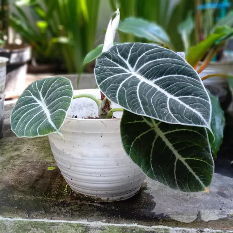 Alocasia Black Velvet Live Plant Set - Tropical Indoor Plant 4-6 Inches