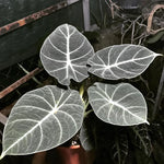 Alocasia Black Velvet Live Plant Set - Tropical Indoor Plant 4-6 Inches