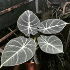 Alocasia Black Velvet Live Plant Set - Tropical Indoor Plant 4-6 Inches