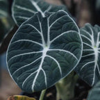 Alocasia Black Velvet Live Plant Set - Tropical Indoor Plant 4-6 Inches