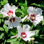 Althea Rose Of Sharon Plant Live Bareroot, 12-24 Inc Tall, Hibiscus Syriacus Rose Of Sharon Bush 2-3 Years Old