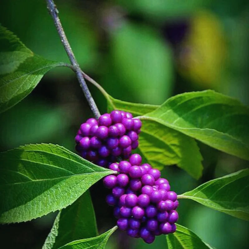 American Beautyberry Tree Live Plant - 6-12 Inch Shrub Tree