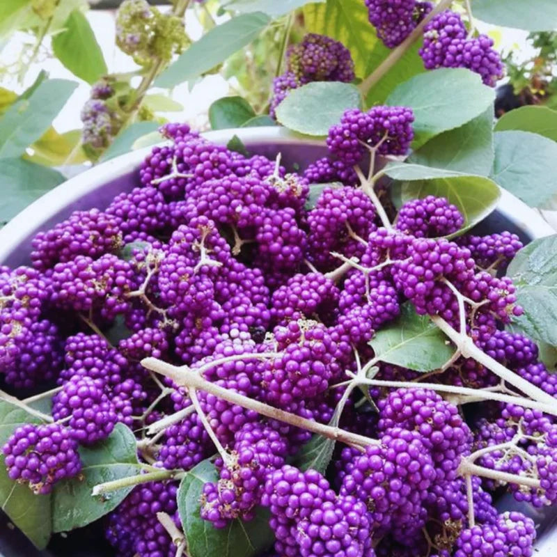 American Beautyberry Tree Live Plant - 6-12 Inches Shrub - Garden Ready