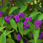 American Beautyberry Tree Live Plant - 6-12 Inch Shrub Tree
