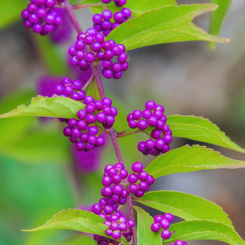 American Beautyberry Tree Live Plant - 6-12 Inches Shrub - Garden Ready