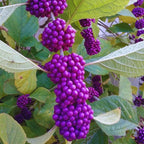 American Beautyberry Tree Live Plant - 6-12 Inches Shrub - Garden Ready