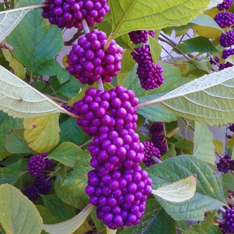 American Beautyberry Tree Live Plant - 6-12 Inches Shrub - Garden Ready