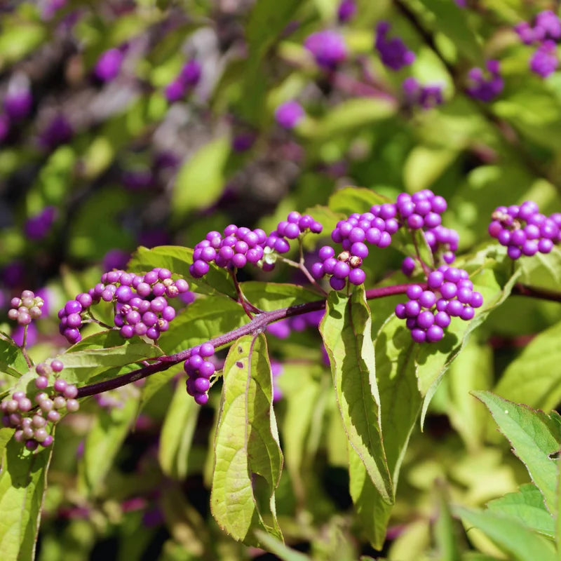American Beautyberry Tree Live Plant - 6-12 Inches Shrub - Garden Ready