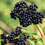 Black Elderberry Live Potted Plant, 8-12 Inch Tall, American Elderberry Tree, Perfect for Elderberry Fruit Tree Gardens and Landscaping