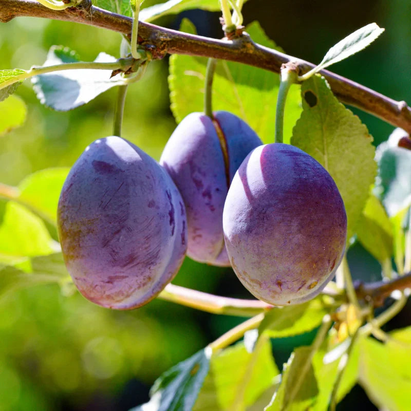 American Plum Tree - 4-7 Inch - Fruit Tree Sapling