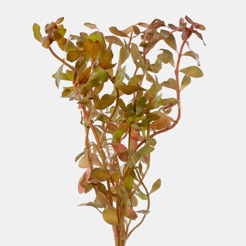 Ammonia Gracilis Aquarium Plant, 7 Stems Live Plant