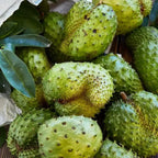 Annona Muricata Soursop Tree 5-9 Inch Tropical Fruit Plant