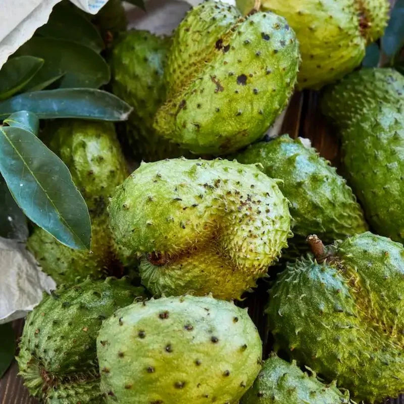 Annona Muricata Soursop Tree 5-9 Inch Tropical Fruit Plant