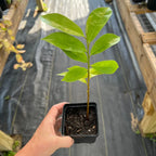Annona Muricata Soursop Tree 5-9 Inch Tropical Fruit Plant