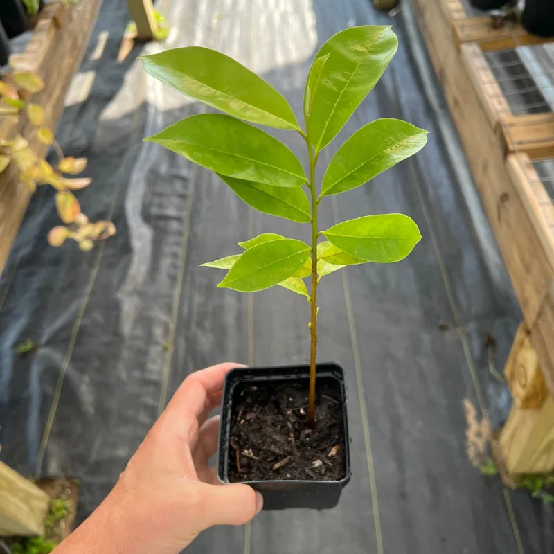 Annona Muricata Soursop Tree 5-9 Inch Tropical Fruit Plant