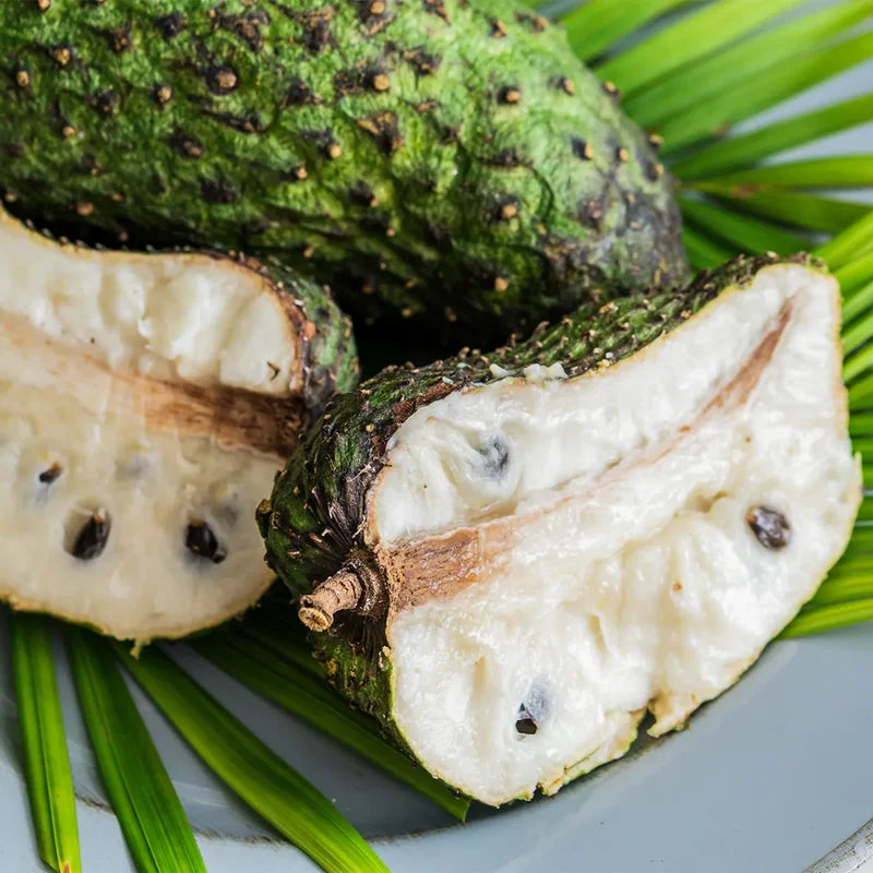 Annona Muricata Soursop Tree 5-9 Inch Tropical Fruit Plant