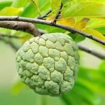 Sugar Apple Live Plant, 12-14 Inch Tall, Sweetsop Annona Squamosa Sugar Apple Tree in Half-Gallon Pot, Perfect for Growing Sugar Apple Fruits