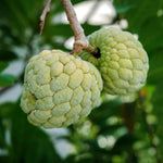 Sugar Apple Live Plant, 12-14 Inch Tall, Sweetsop Annona Squamosa Sugar Apple Tree in Half-Gallon Pot, Perfect for Growing Sugar Apple Fruits