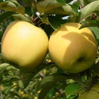 Golden Delicious Apple Tree Live Plant - 3-4 Feet Tall Yellow Apple
