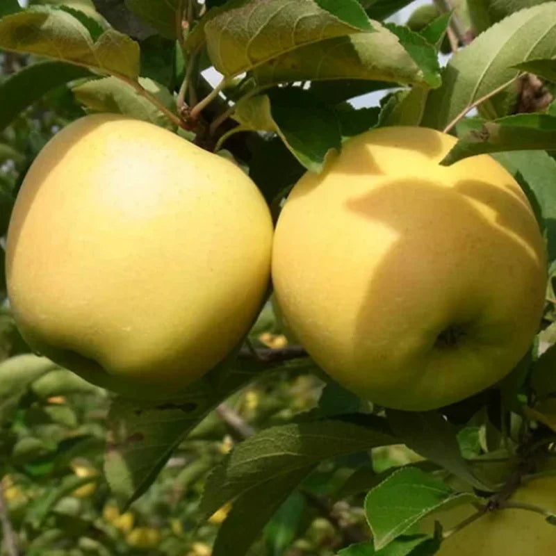 Golden Delicious Apple Tree Live Plant - 3-4 Feet Tall Yellow Apple