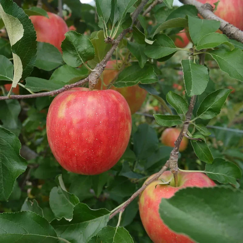 Fuji Apple Tree Live Plant, 3 to 4 Feet Tall, Red Apple Tree Indoor Outdoor
