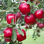 Red Delicious Apple Tree Live Plant - 3 to 4 Feet Tall - Red Apple Tree