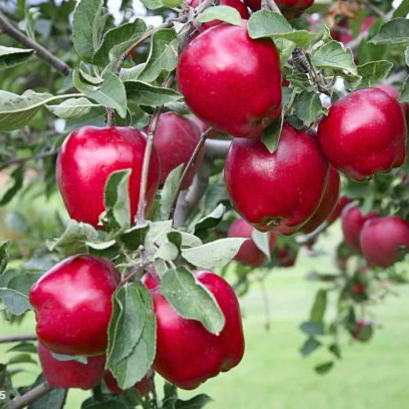 Red Delicious Apple Tree Live Plant - 3 to 4 Feet Tall - Red Apple Tree