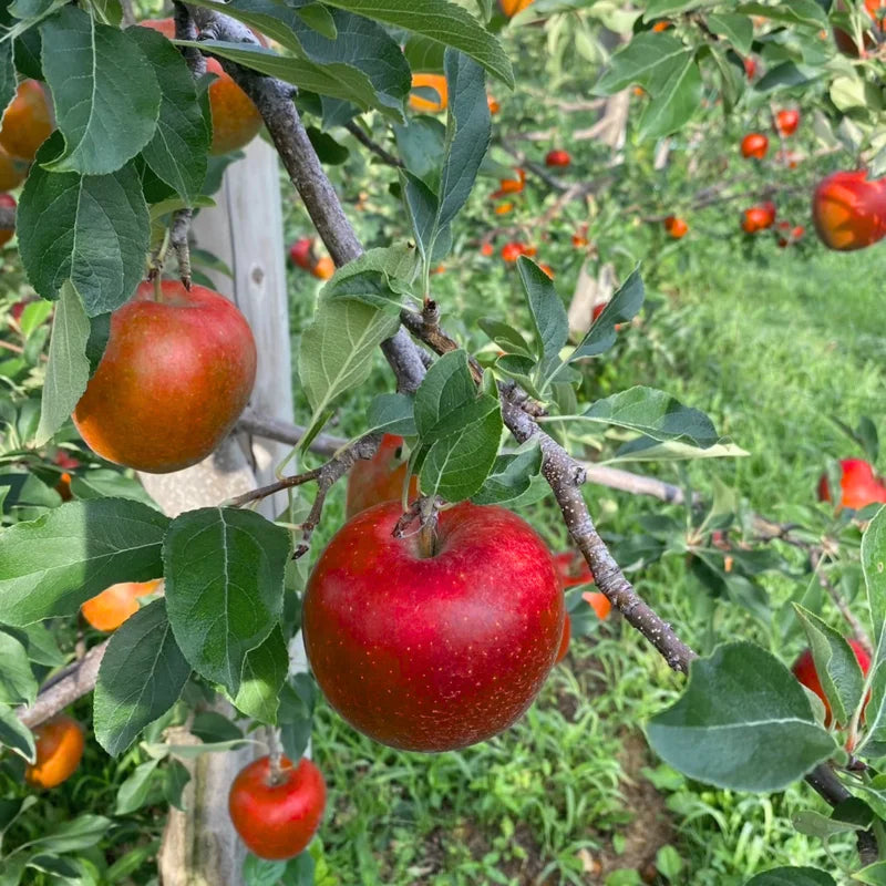 Red Delicious Apple Tree Live Plant - 3 to 4 Feet Tall - Red Apple Tree