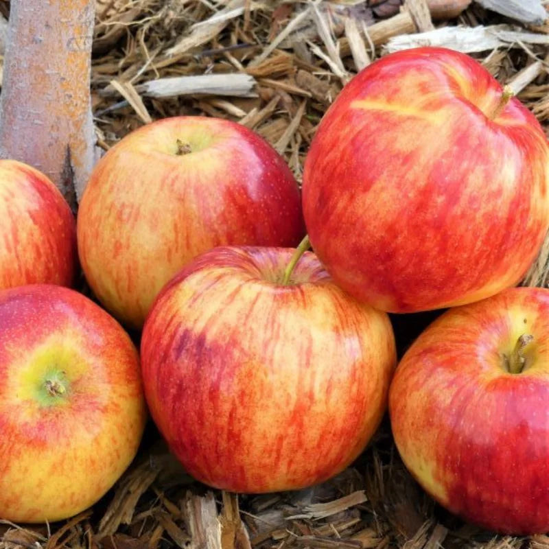 Apple Trees Live Plants - 3 to 4 Feet Tall Indoor Outdoor Trees