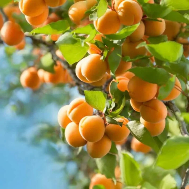 Apricot Trees - 2 Dormant Live Plants - 1-2 Feet Tall - Bare Root - Home Garden Planting