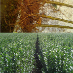 Apricot Trees - 2 Dormant Live Plants - 1-2 Feet Tall - Bare Root - Home Garden Planting
