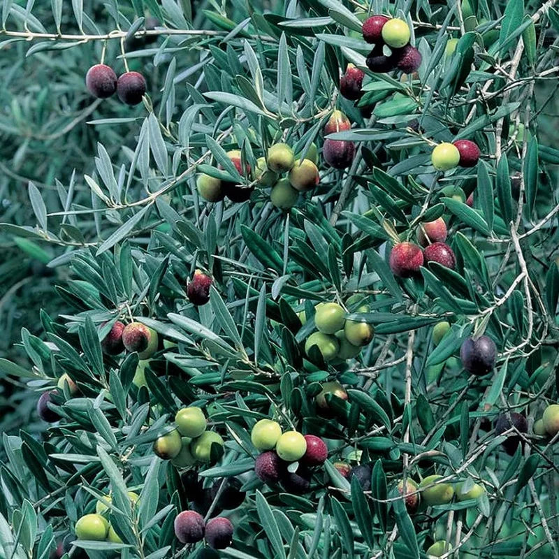 Arbequina Olive Tree Live Plant 4-6 Inch - Home Garden Ready