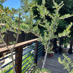 Arbequina Olive Tree Live Plant 5-7 Inches No Pot Outdoor Indoor Hardy Zone 7-10