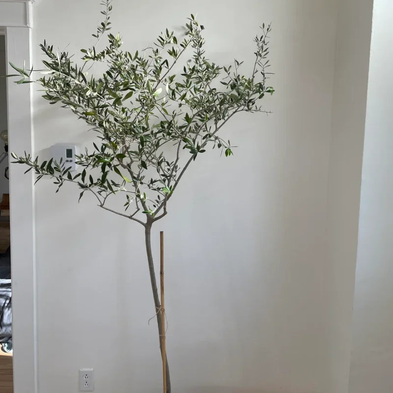 Arbequina Olive Tree Live Starter 5" Tall Bareroot Indoor Plant