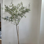 Arbequina Olive Tree Live Starter 5" Tall Bareroot Indoor Plant