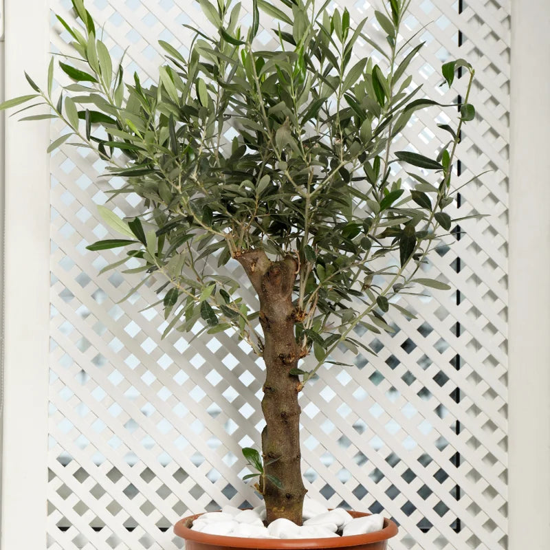 Arbequina Olive Tree Live Starter 5" Tall Bareroot Indoor Plant