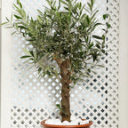 Arbequina Olive Tree Live Starter 5" Tall Bareroot Indoor Plant