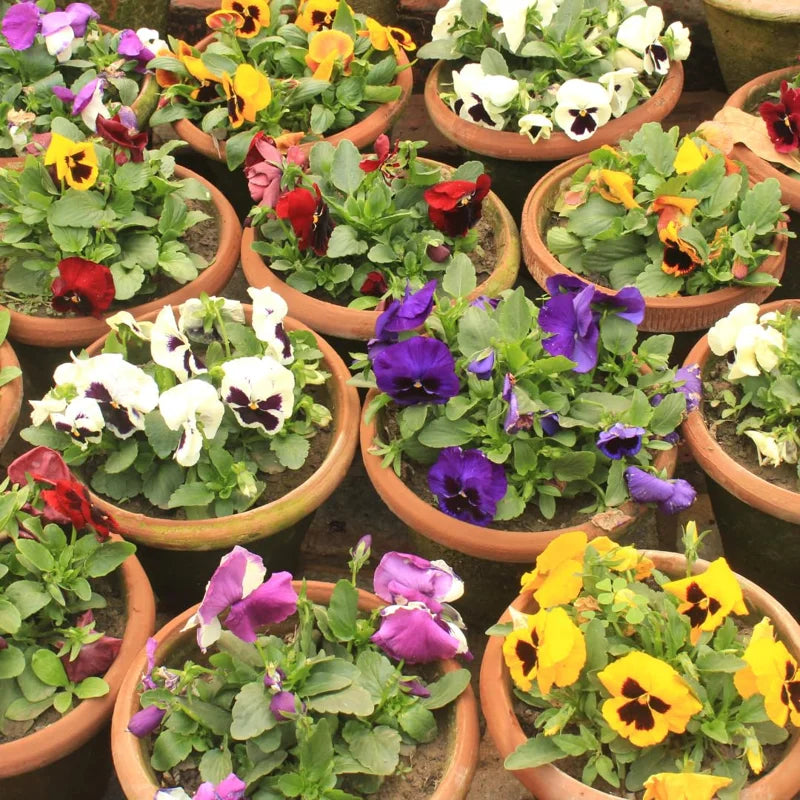 Assorted Pansy Plants - 4 Inch Pot - Viola Live Plants - White, Yellow, Purple