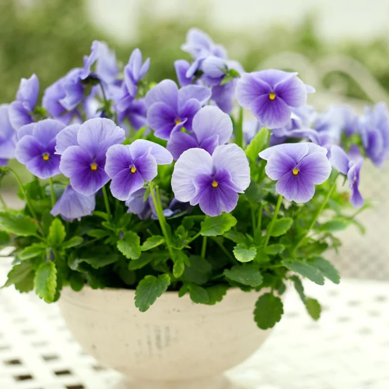 Pansy Plants Set - 6 Live Viola Perennial in 4in Pot - White Yellow Purple