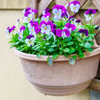 Assorted Pansy Plants Live - 6 Pack Perennial Flowering Viola - White, Yellow, Purple Blooms