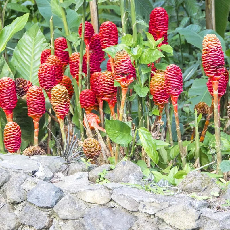Shampoo Ginger Plants Live - 2 Awapuhi Pinecone Seedlings 4-9 Inch Tall - Outdoor Planting