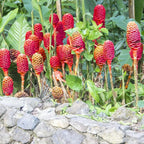 Shampoo Ginger Plants Live - 2 Awapuhi Pinecone Seedlings 4-9 Inch Tall - Outdoor Planting
