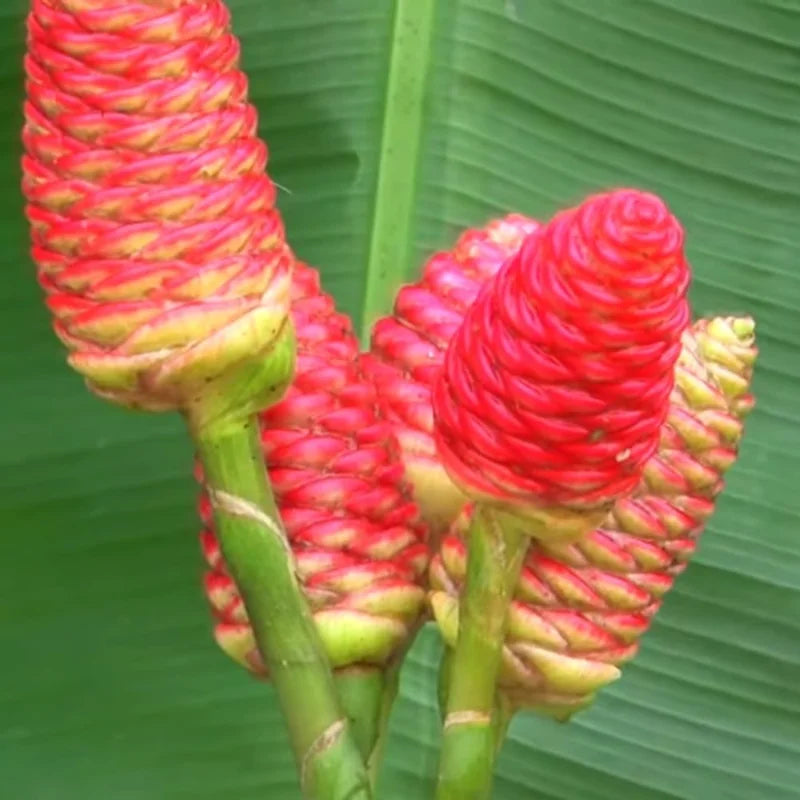 Awapuhi Shampoo Ginger Plant Live 4-7 Inch Pinecone Ginger Home Garden