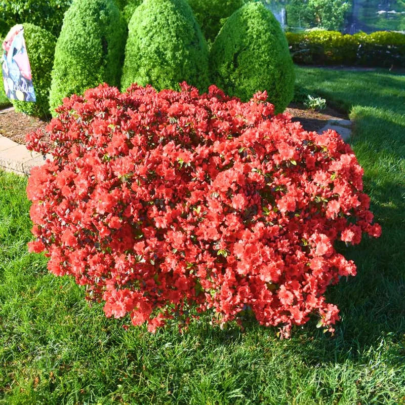 Azalea Red Live Plant Tree for Planting, 5 to 10 Inc Tall, Well Rooted, No Pot Azalea Red Flowerss Rhododendron Bush Shrub