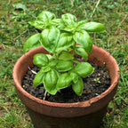 Basil Live Plant 8-10 Inch - Fresh Cooking Herb in 4 Inch Pot